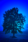 Baum bei Nacht